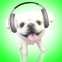 Chiot bouge la t�te sur fond multicolore