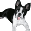 Chien qui l�che l'�cran!