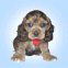 Chien trognon l�chant l'�cran