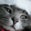 Petit chat de No�l