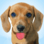 Petit chiot bavouille sur l'�cran