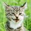 Chat tout fou en pleine nature