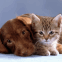 Chien et chat mignons � croquer