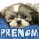 Chiot lhassa apso sur un jean "C�lins!"