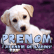 Chiot labrador "J'ai envie de c�lins"