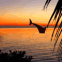 Dauphin avec plage � l'aube