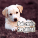 Chiot labrador anim� "J'ai envie de c�lins"