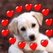 Chiot labrador avec coeurs