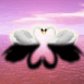Cygnes formant un coeur
