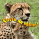 Famille de gu�pards "Envie de c�lins"